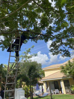 Trimming Tree away from Client's Home.