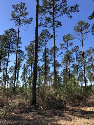 East Texas Land 10+/- Acres Elkhart Texas Tract C