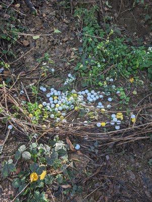 Golf balls polluting the Sausal creek