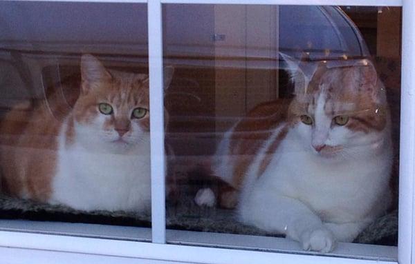 Enzo & Ellie watching all the entertainment outside