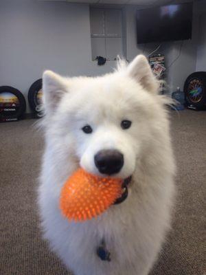 Coda puppy! = Best auto waiting room ever