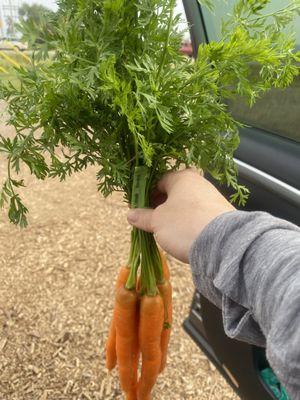 Fresh carrots.