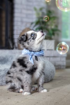 Puppy playing with bubbles