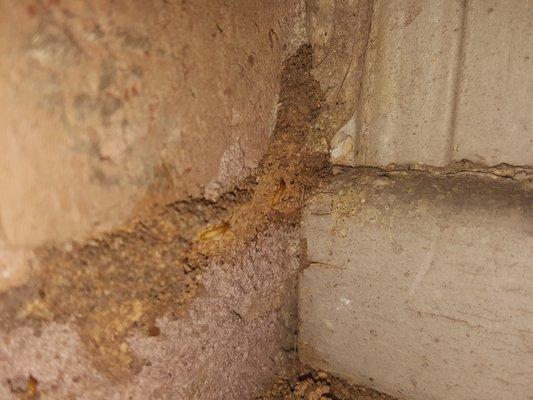 Subterranean Termite Tunnel