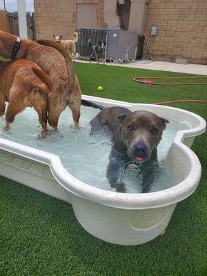 Gunner highly recommends the pool there!