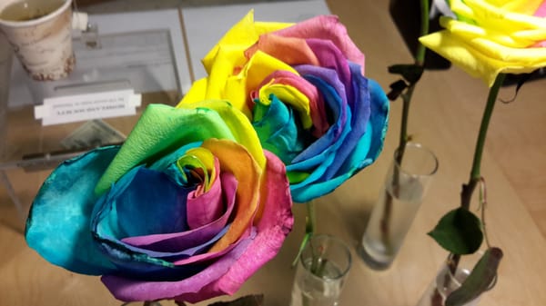 Rainbow Roses!