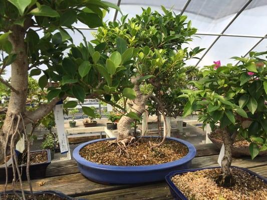 Ficus with air roots.