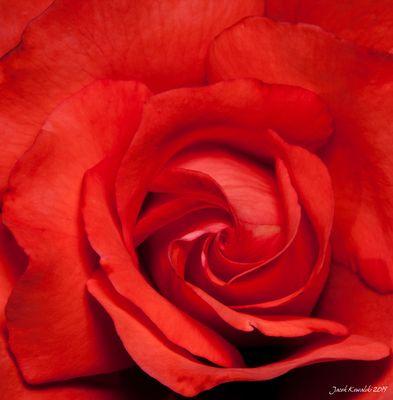 Get intimate with a rose!