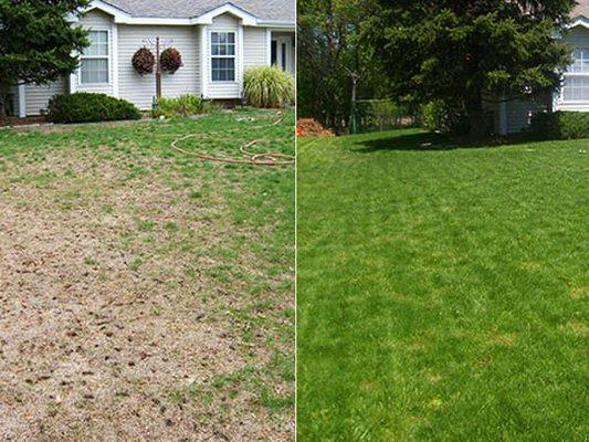 Lawn restoration before and after