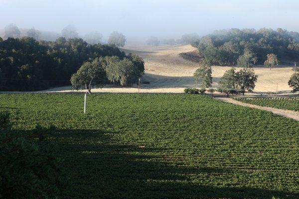 Vineyard in Spring. Look at the ocean influence with the morning fog in the background