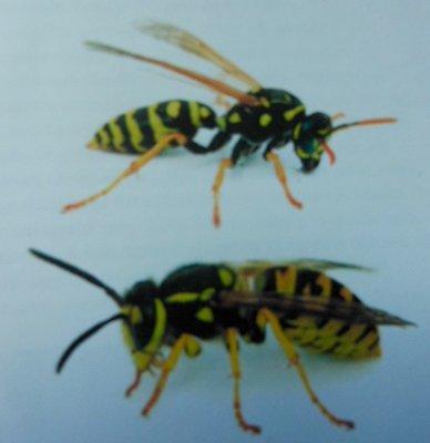 Above is a normal wasp and below is a Yellow Jacket. Just for size comparison so you know what you're getting into renting from Parkview Apt