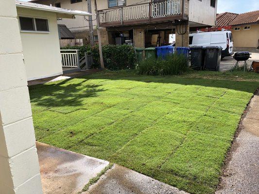 Finished Sod Installation