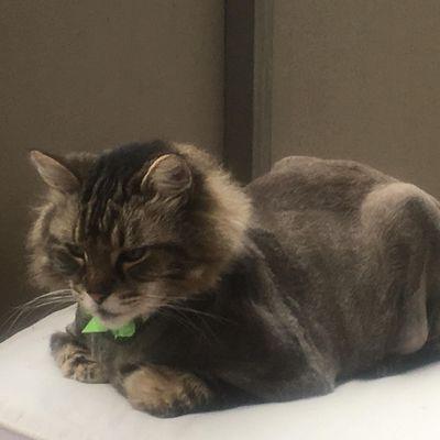 A longer lion cut.