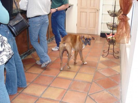 I heart Rufus, Perry Creek's resident wine-dog.