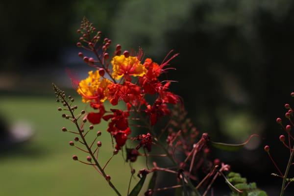 Beautiful Flowers abound.