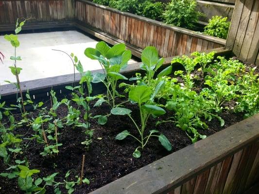 My veggie garden on the patio!