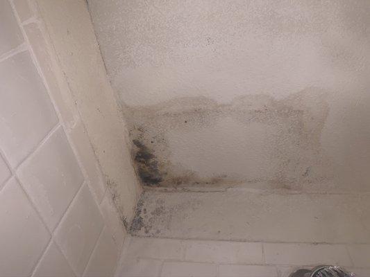 Shower mold after being "repaired twice"