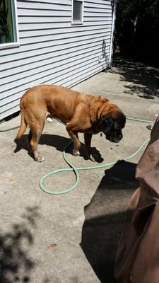 Otis looking for the perfect place to pee.