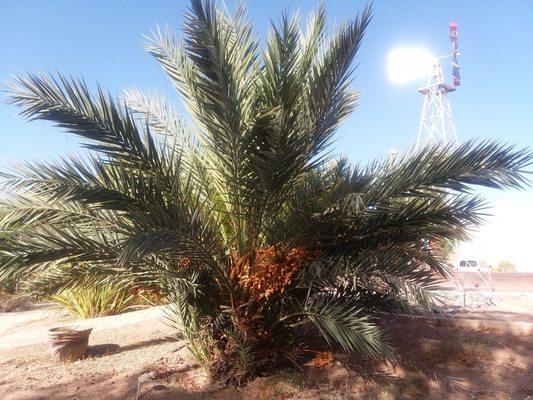 Date Palm Medjool