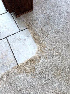 CTM Carpet Care