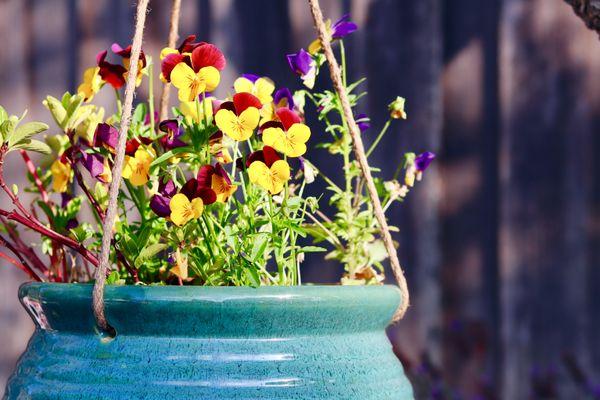 Flower pot outdoor scene