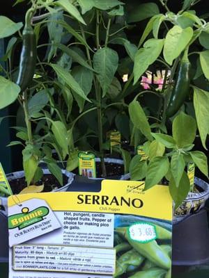 Serrano Chile plants ready for homemade pico de gallo!