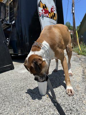 Dempsey enjoying his DoggoSno!