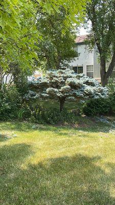 Blue spruce ornamental had grown too wide. Cedar V trimmed the underside and sides.