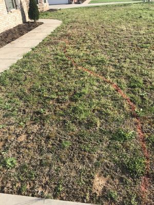 Before: Previous owner could not get grass to grow. Had plenty of weeds.