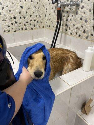 Dog bath