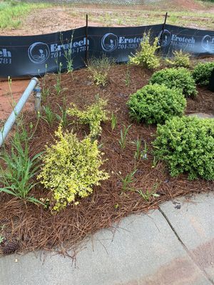 Super small area near the mailboxes.  Weeds are full grown despite the weekly visit by Terra Green.