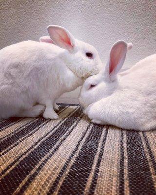 Bun and Breakfast Bunny Boarding