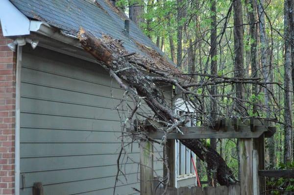 Tree Removal - Storm Damage