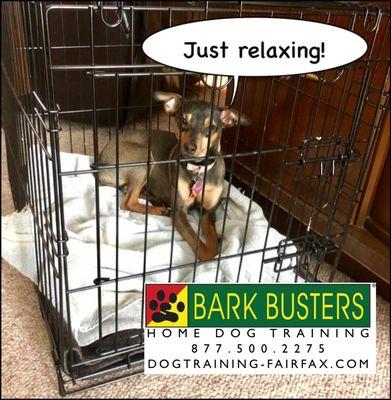 I helped Layla learn to relax in the crate while her owners are gone.