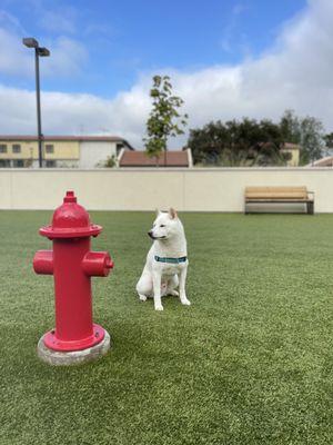 Shiba Inu dogs not trick'd by faux hydrant