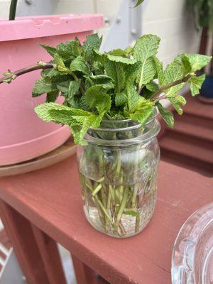 Yummy mint leaves growing up to be enjoyed in our beverage