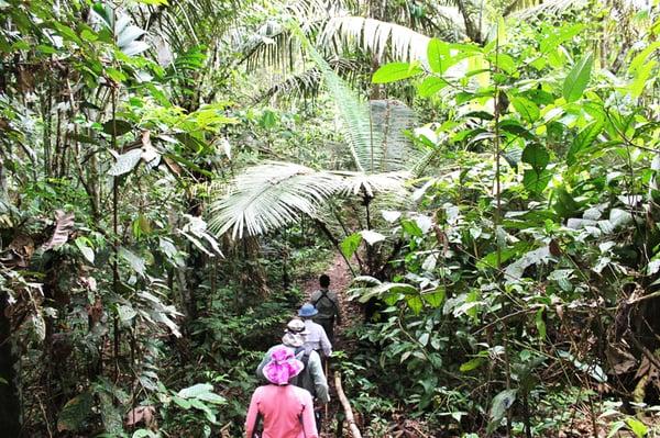 Amazon Jungle Excursion