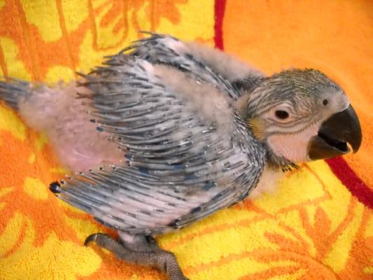 A baby Blue and Gold Macaw that hatched August 9th, 2012 and was handfed. In this picture he's about 2 months old.