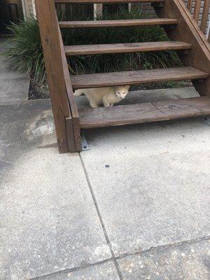 Waiting to attack our dog, blocking the stairs to our apartment entrance