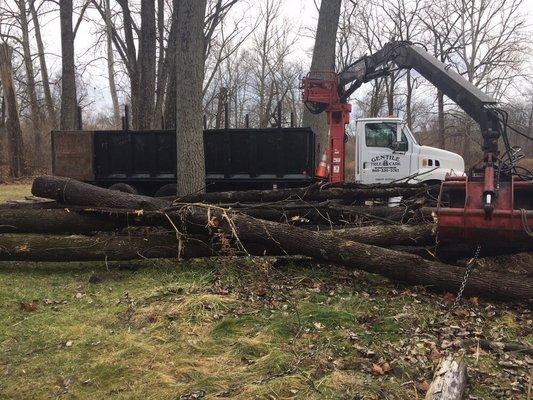 Pulling trees out of the river to free up water flow.