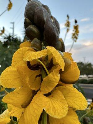 Chandler Bike Path