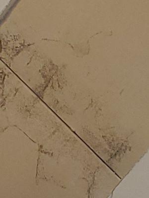 biological growth on drywall face from wall void