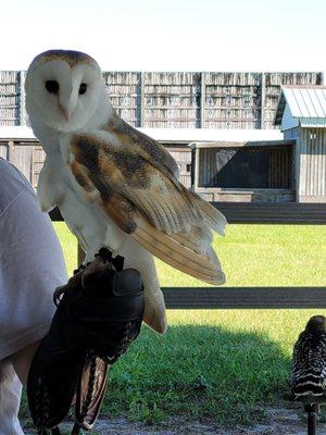 Barn owl