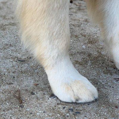 Golden foot trimmed