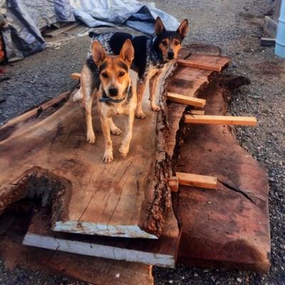 Shop dogs are excited for the Walnut Slabs to be out of the kiln.