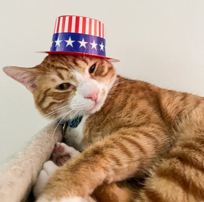 Sleepy Nelson, is getting ready for the 4th of July