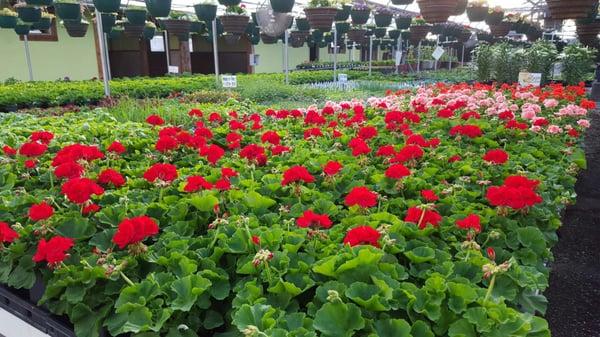 Geraniums