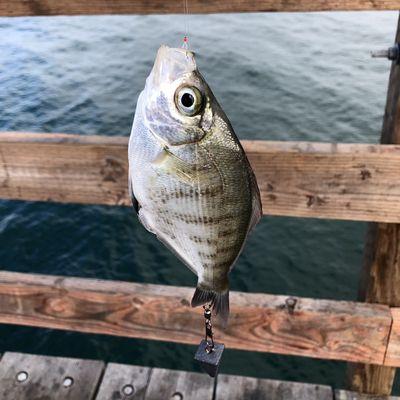 Catching perch, smelt and croakers off the pier using sabikis from Takas.