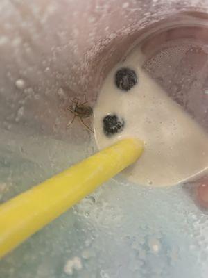 I was shocked to see a BUG  as I was finishing my boba drink! I felt my stomach cringe.