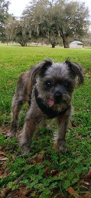 My very old little friend out for a park walk.